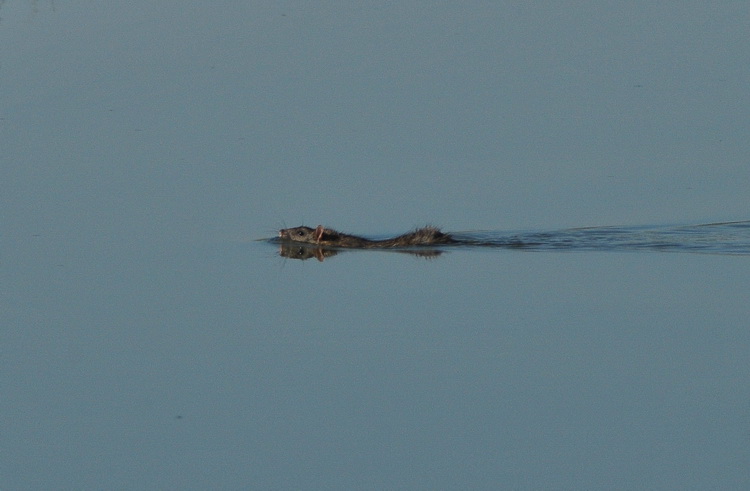 Sorcio al bagno - Rattus norvegicus